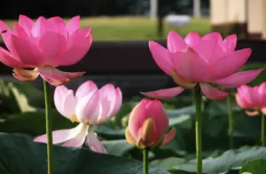 Lotus Flower