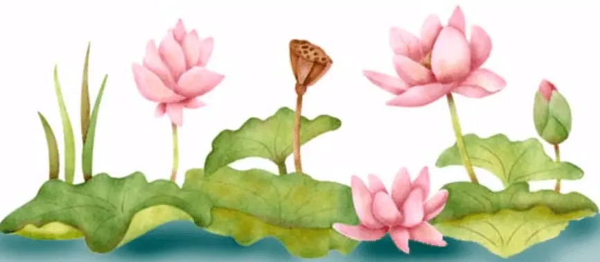 Lotus Flower